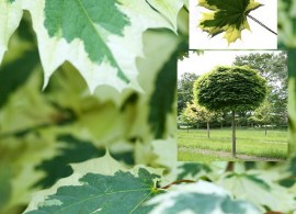 acer-platanoides-drumondii-b-jm - kopiya
